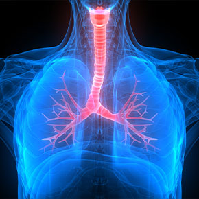 Picture of the Human Anatomy Pulmonary System.